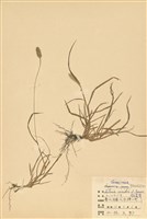 藏品(狗尾草)的圖片